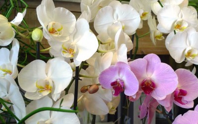 orchidee-fleuriste-bordeaux