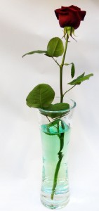rose-entiere-vase