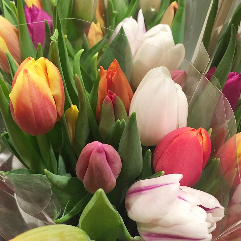 tulipes-multicolores