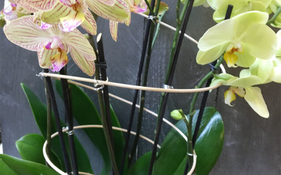 plante-orchidee